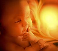 fetal development eyelashes